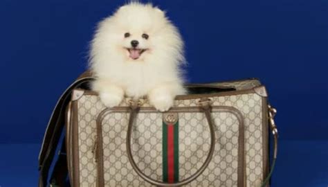 Quels produits de luxe Gucci propose